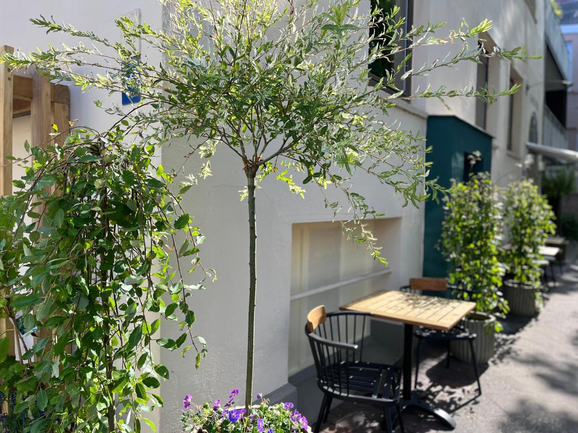 Suedstadt-Hotel Βίλχελμσχαφεν Εξωτερικό φωτογραφία